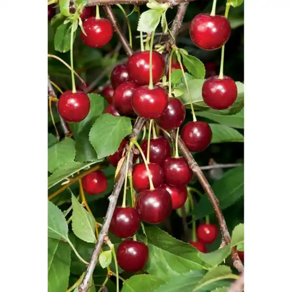 Bild 2 von Gartenkrone Sauerkirsche, Prunus cerasus »Schattenmorelle«, Früchte: süß-säuerlich