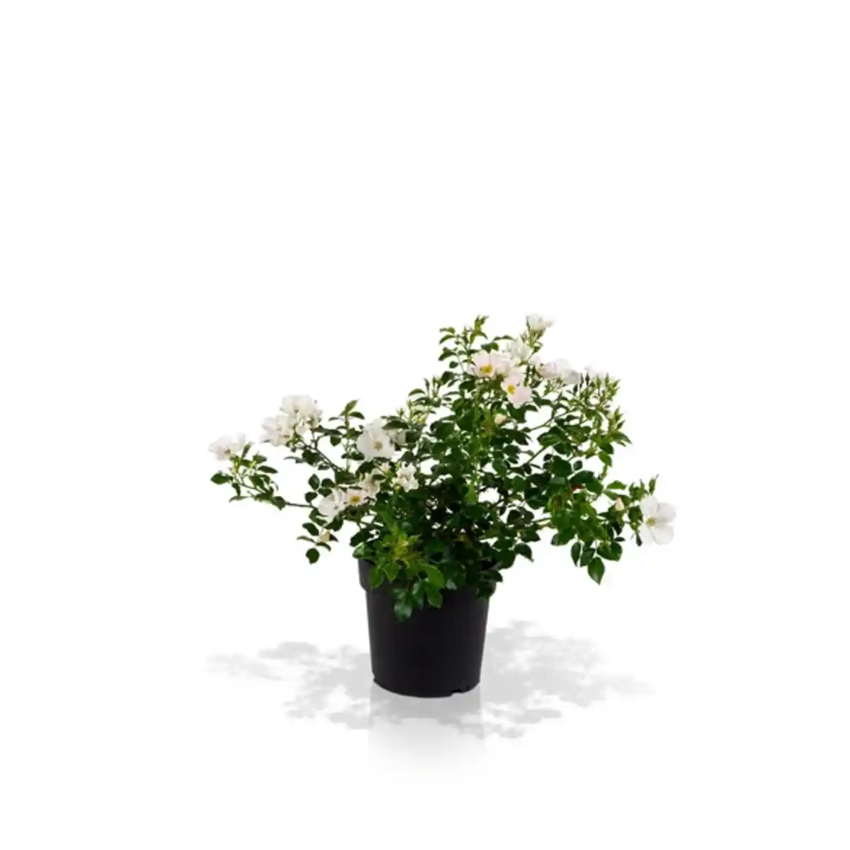 Bild 1 von Gartenkrone Rose »Street Colors«, topfgewachsen