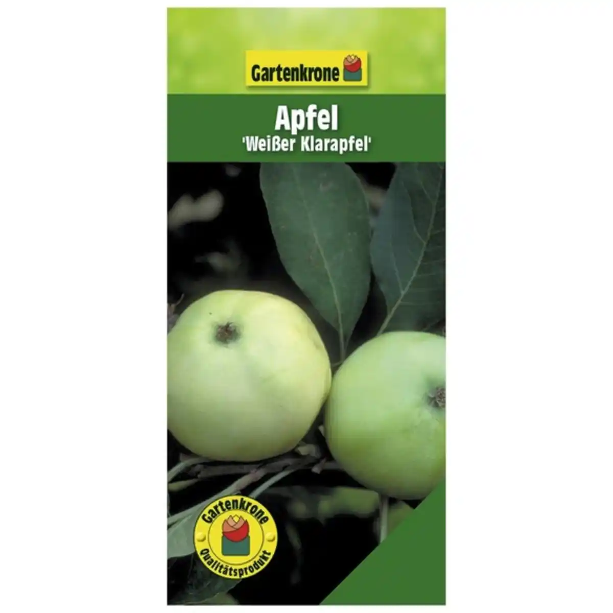 Bild 1 von Gartenkrone Apfel, Malus domestica »Weisser Klarapfel«, Früchte: süß-säuerlich