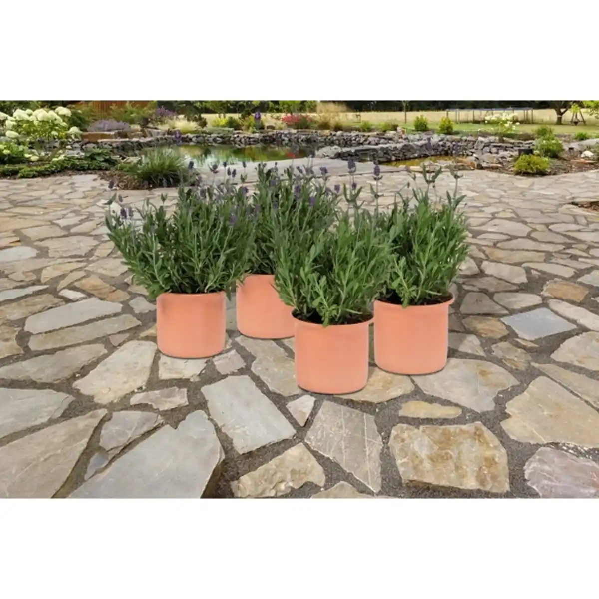 Bild 1 von Lavendel, Lavandula angustifolia, aktuelle Pflanzenhöhe ca.: 30 cm, im Topf