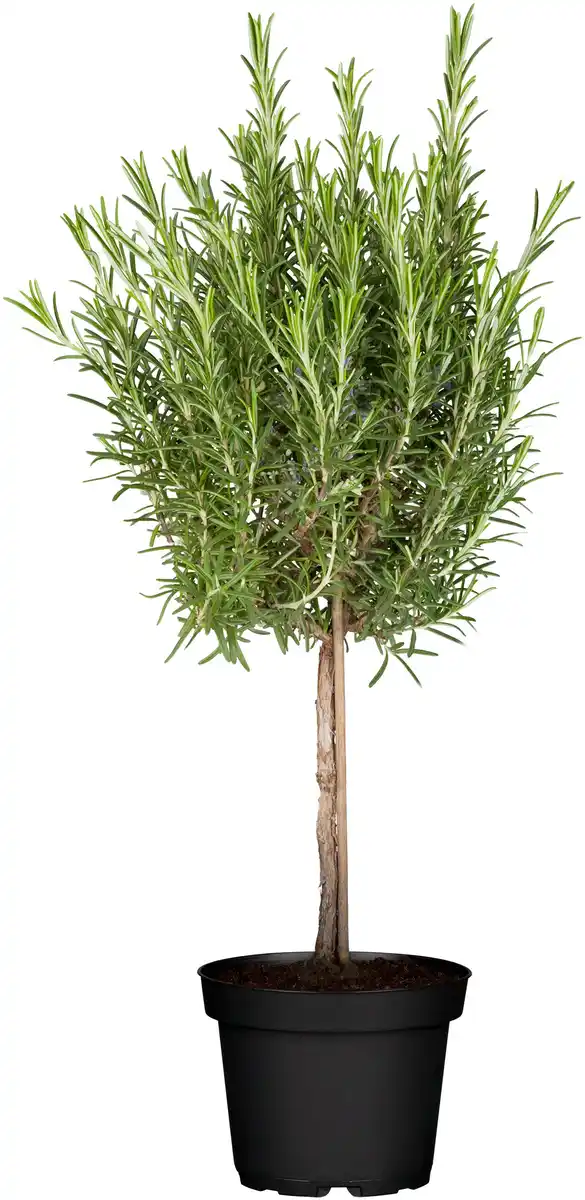 Bild 1 von Rosmarin Stamm 19 cm Topf