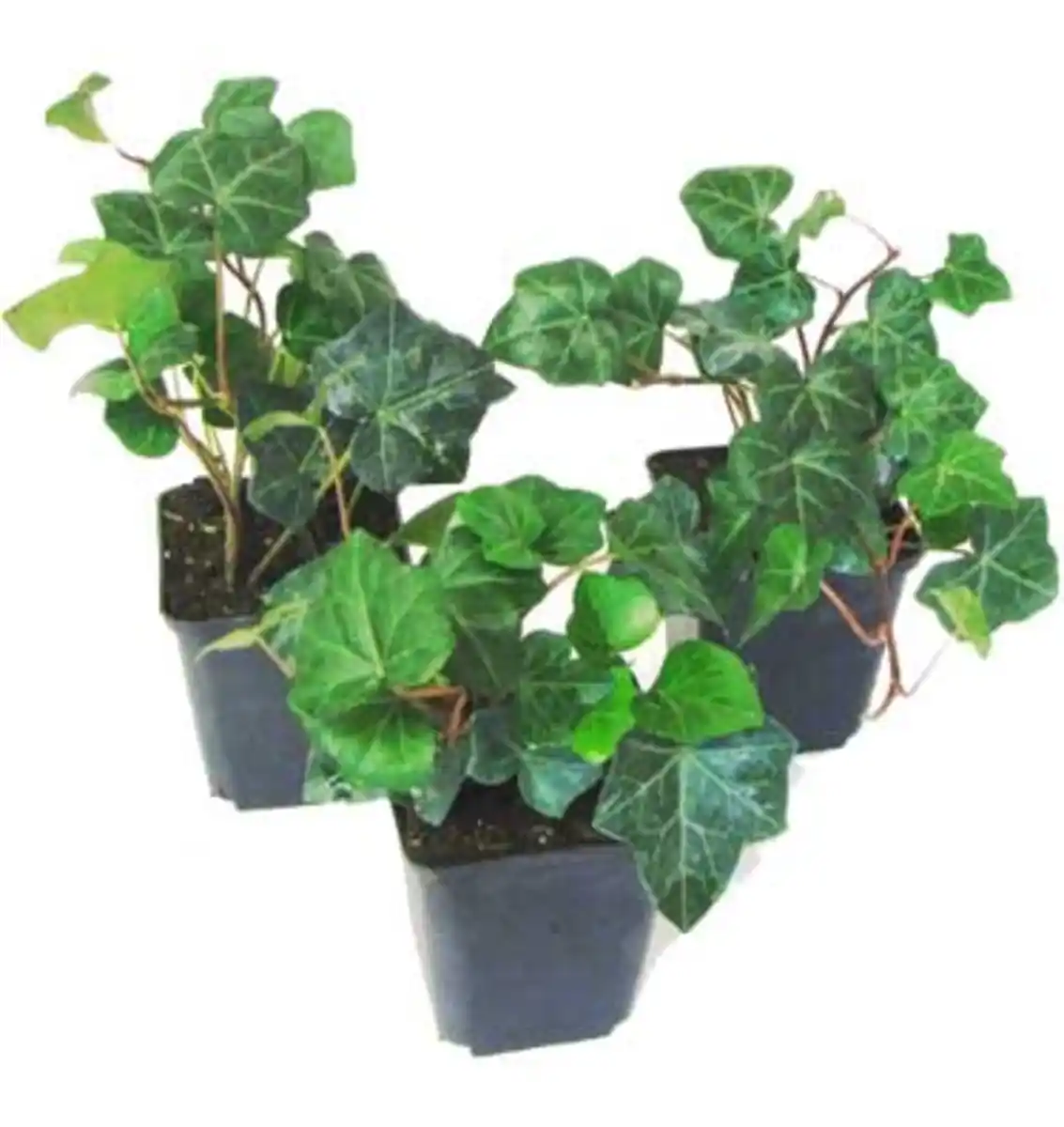 Bild 1 von Efeu Hedera helix H 20 - 30 cm 13 cm Topf