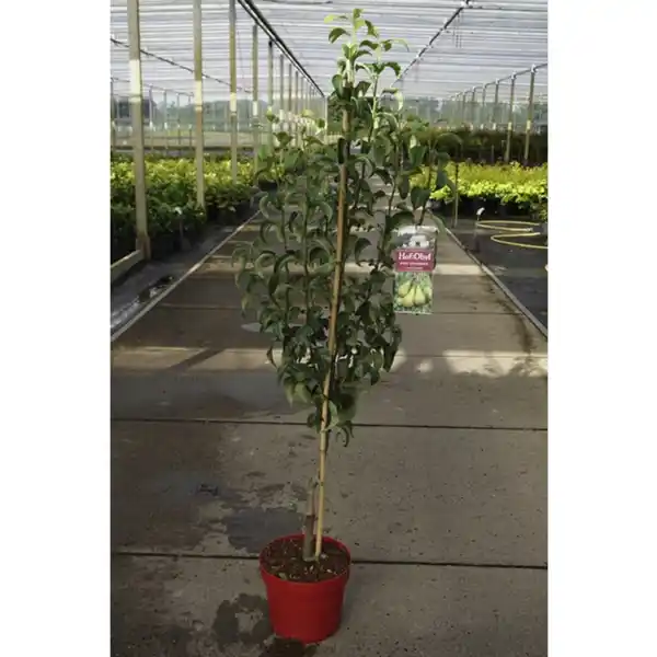 Bild 3 von Gartenkrone Birne, Pyrus communis »Conference«, Früchte: süß