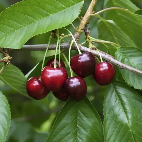 Bild 4 von Gartenkrone Süßkirsche, Prunus avium »Regina«, Früchte: süß