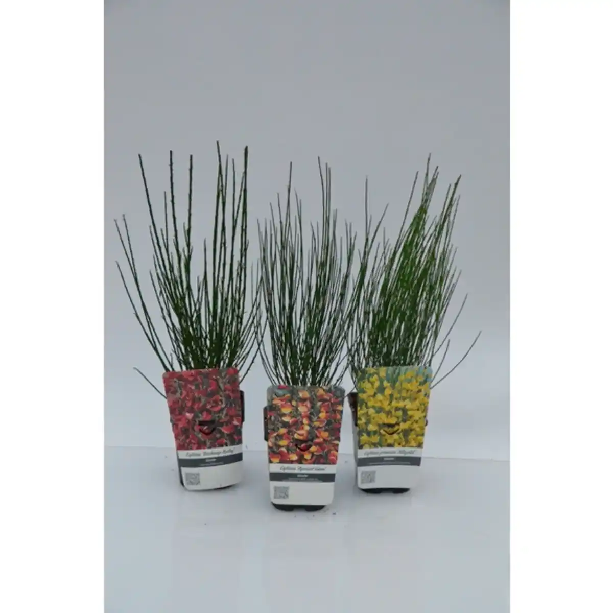 Bild 1 von Ginster, winterhart, topfgewachsen