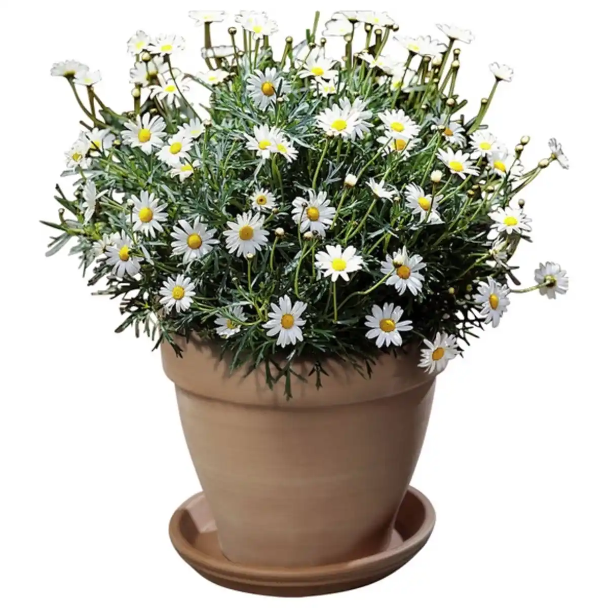 Bild 1 von Margerite, Argyranthemum frutescens, Blütenfarbe: weiß