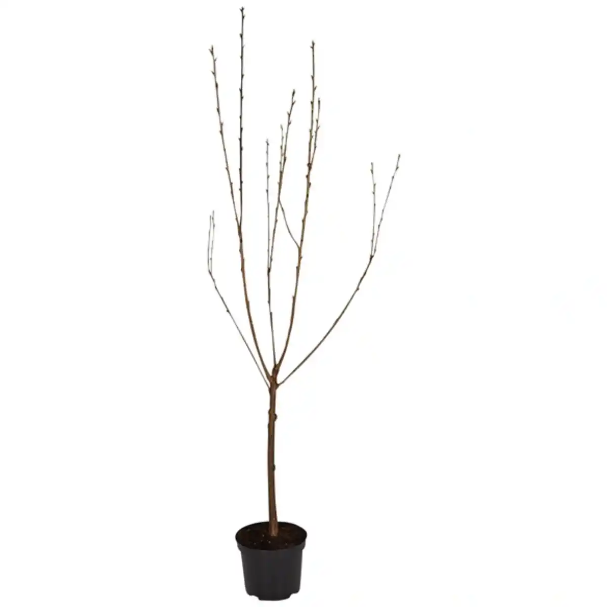 Bild 3 von Gartenkrone Süßkirsche, Prunus avium »Lapins«, Früchte: süß