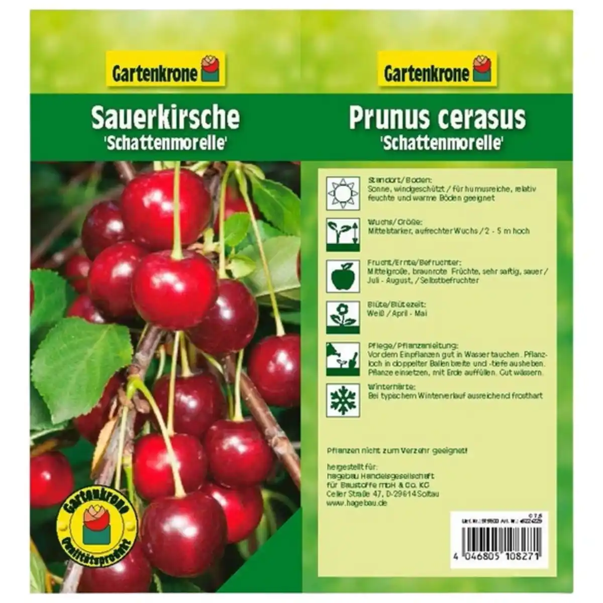 Bild 3 von Gartenkrone Sauerkirsche, Prunus cerasus »Schattenmorelle«, Früchte: süß-säuerlich