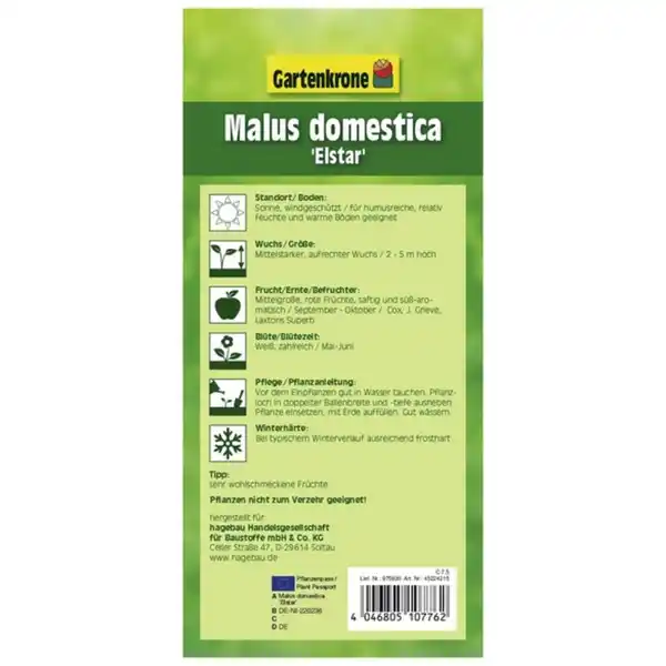 Bild 2 von Gartenkrone Apfel, Malus domestica »Elstar«, Früchte: süß