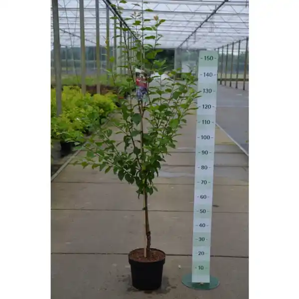 Bild 3 von Gartenkrone Hauszwetsche, Prunus domestica, Früchte: süß-säuerlich