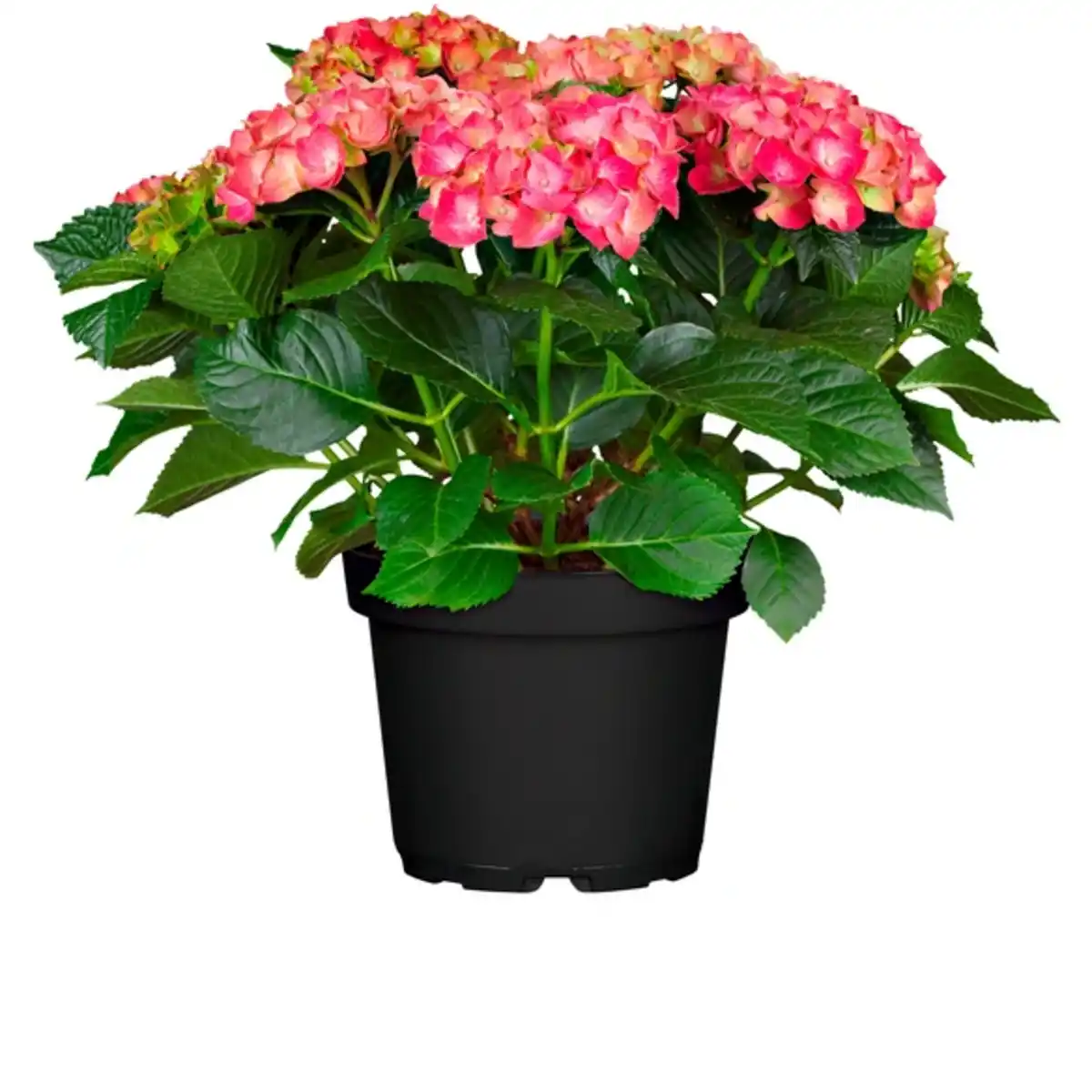 Bild 2 von Hortensie, Topfgröße Ø: 21 cm, bunter Blütenmix