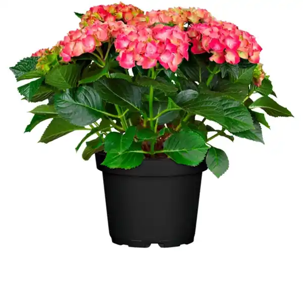 Bild 2 von Hortensie, Topfgröße Ø: 21 cm, bunter Blütenmix