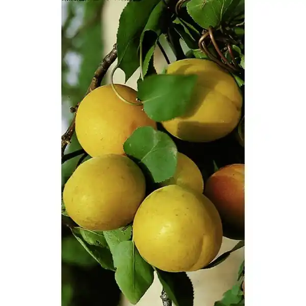 Bild 4 von Gartenkrone Mirabelle, Prunus domestica »Nancymirabelle CAC«, Früchte: süß