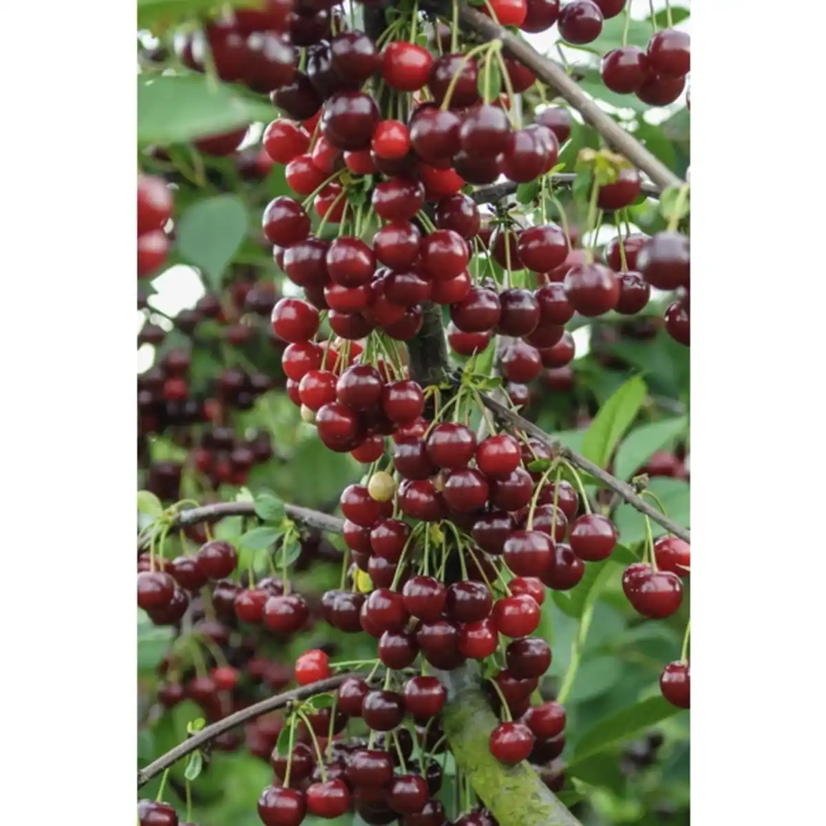 Bild 4 von Gartenkrone Sauerkirsche, Prunus cerasus »Schattenmorelle«, Früchte: süß-säuerlich