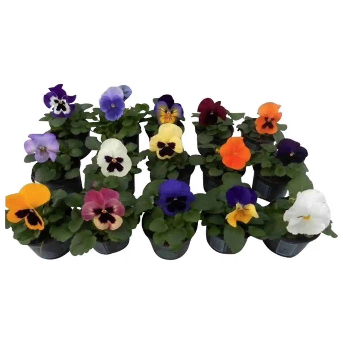 Bild 4 von Stiefmütterchen »Viola x wittrockiana«, Blütenfarbe: mehrfarbig