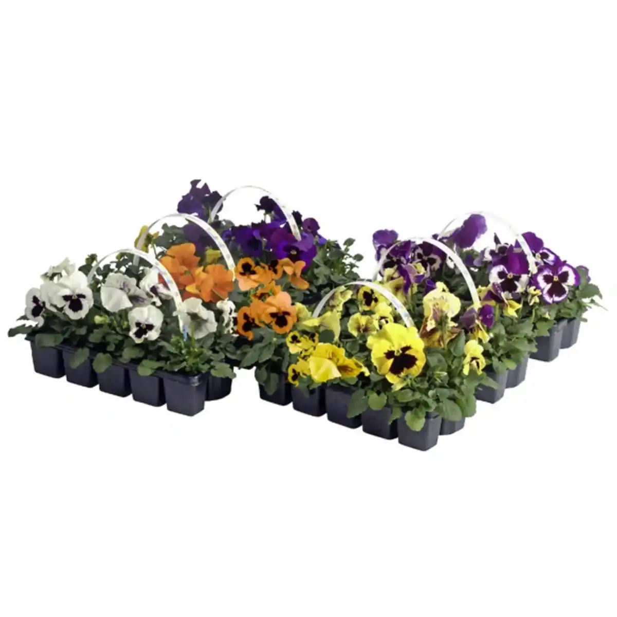 Bild 1 von Gartenkrone Stiefmütterchen, Viola wittrockiana, Blütenfarbe: mehrfarbig