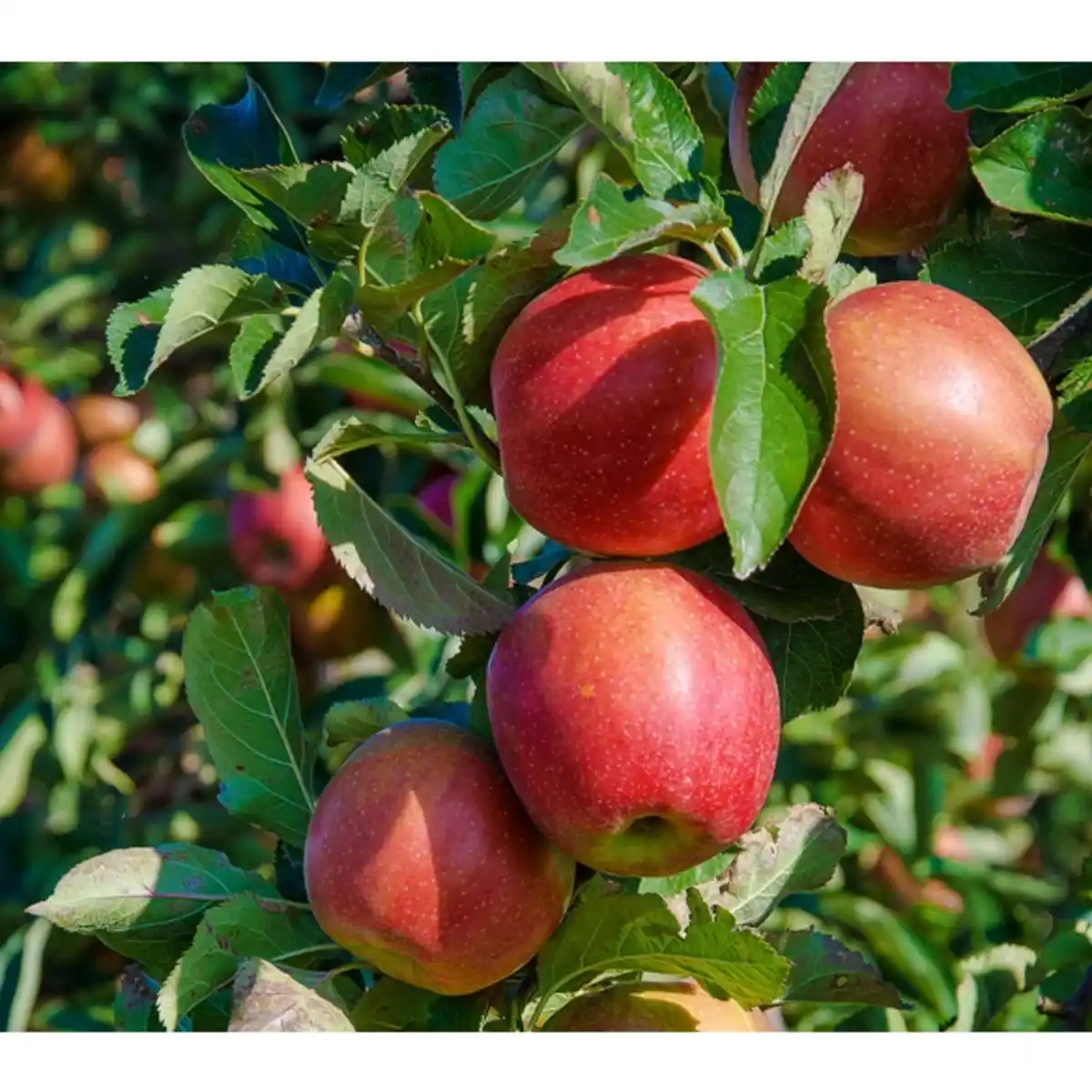 Bild 4 von Gartenkrone Apfel, Malus domestica »Elstar«, Früchte: süß
