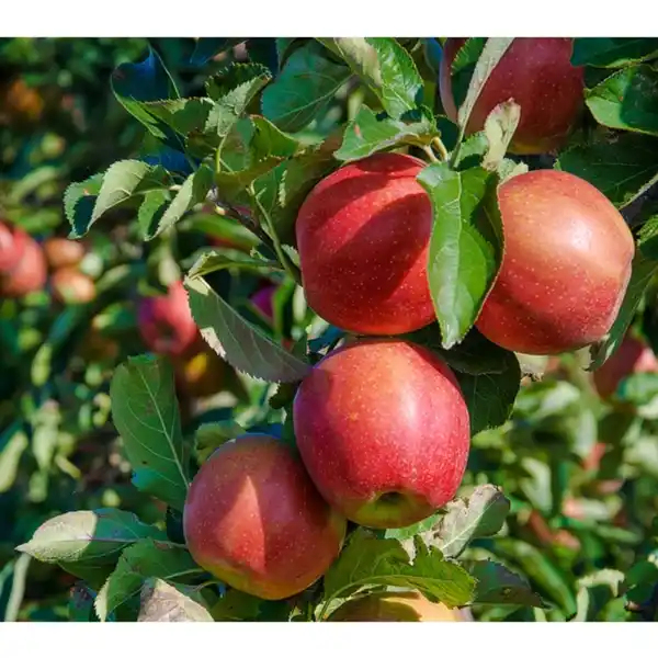 Bild 4 von Gartenkrone Apfel, Malus domestica »Elstar«, Früchte: süß