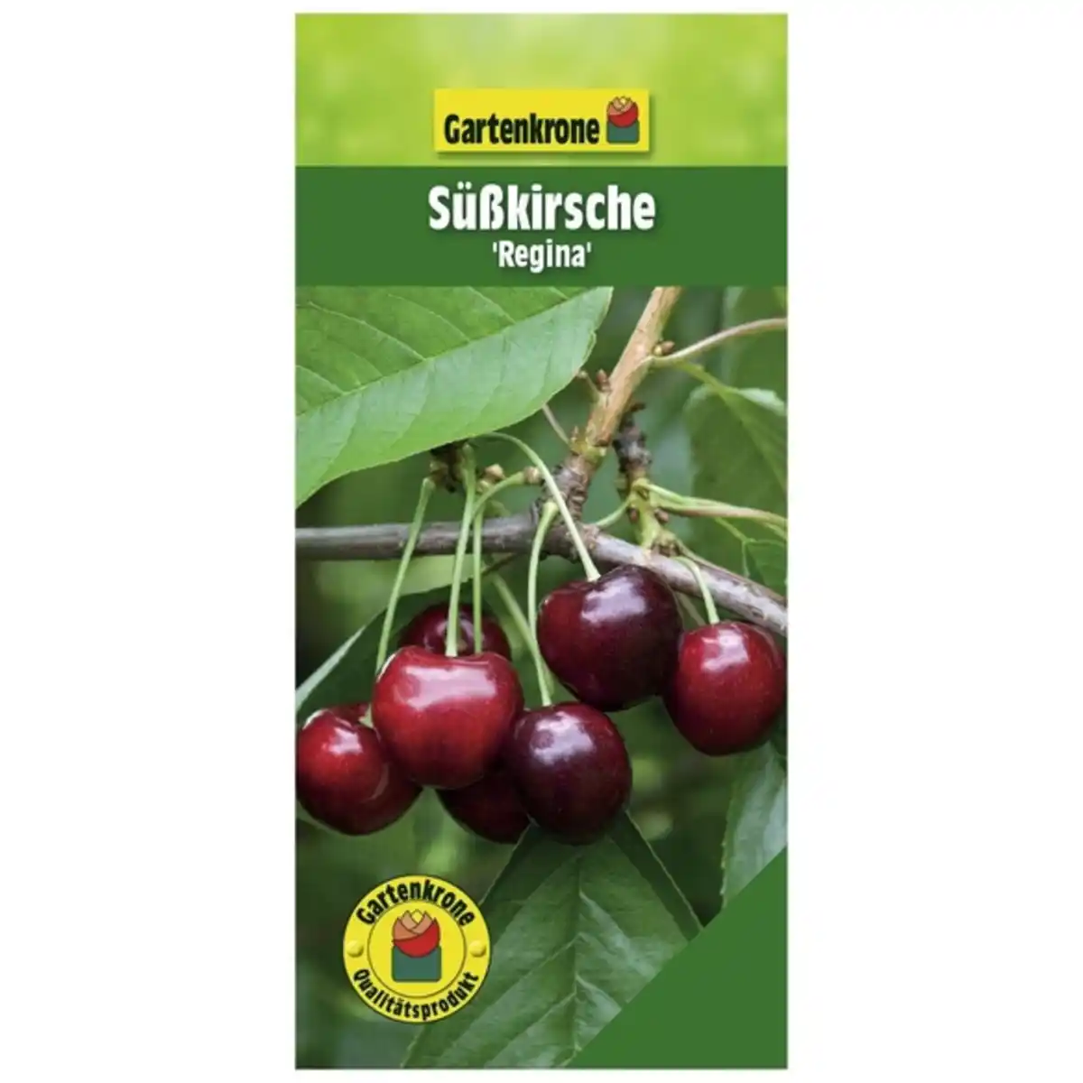 Bild 1 von Gartenkrone Süßkirsche, Prunus avium »Regina«, Früchte: süß
