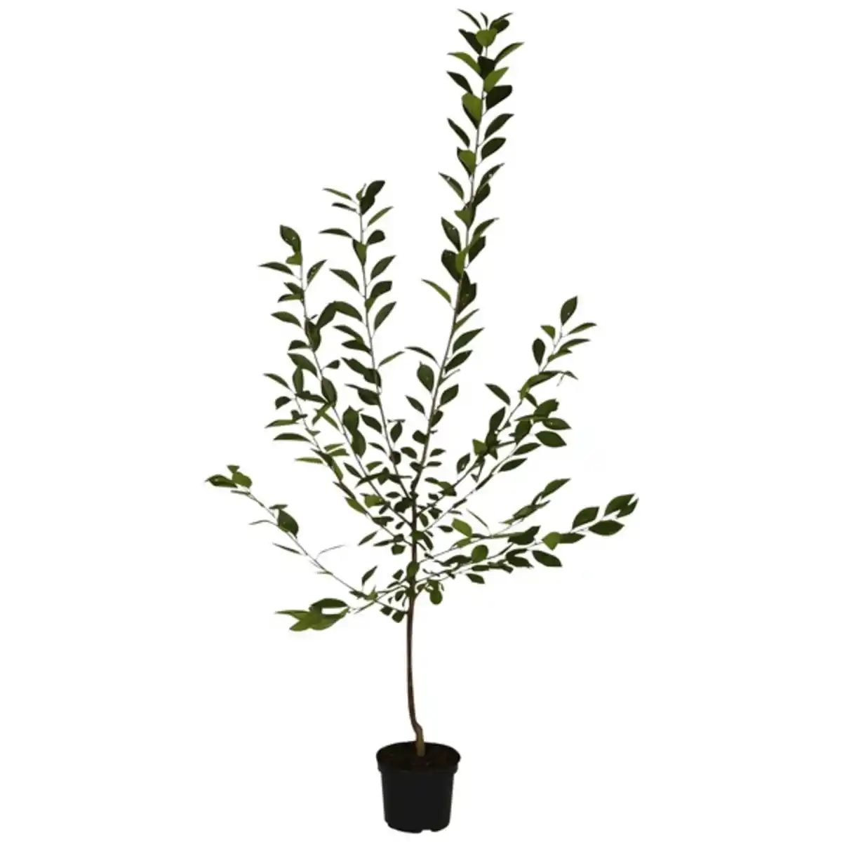 Bild 4 von Gartenkrone Sauerkirsche, Prunus cerasus »Schattenmorelle«, Früchte: süß-säuerlich