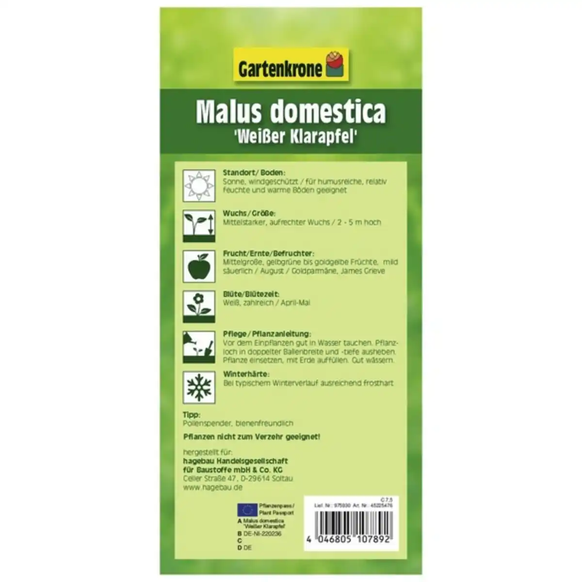 Bild 2 von Gartenkrone Apfel, Malus domestica »Weisser Klarapfel«, Früchte: süß-säuerlich