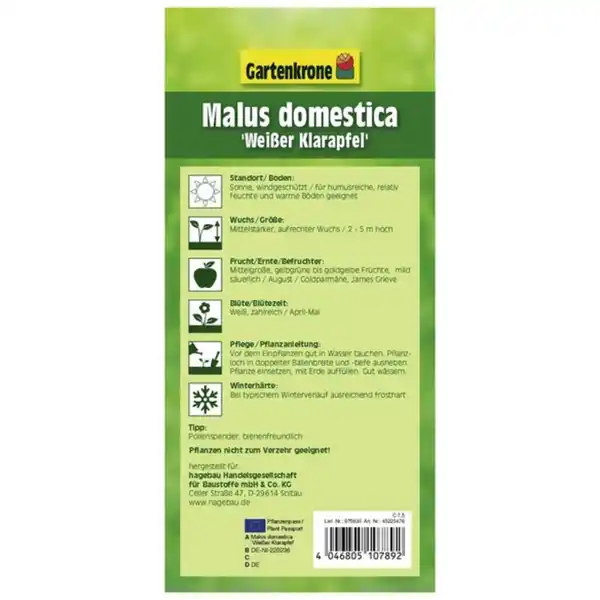 Bild 2 von Gartenkrone Apfel, Malus domestica »Weisser Klarapfel«, Früchte: süß-säuerlich