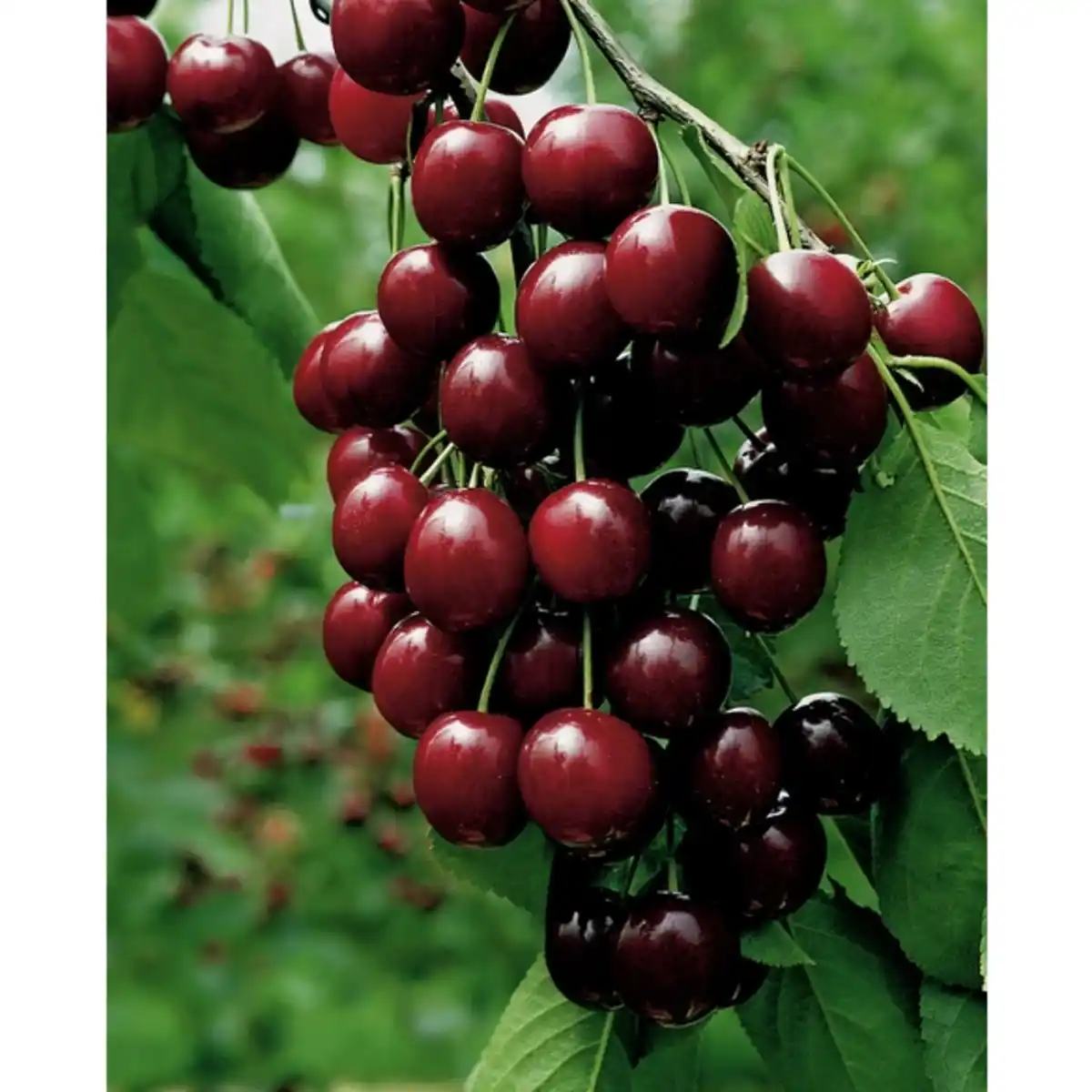 Bild 3 von Gartenkrone Süßkirsche, Prunus avium »Hedelfinger Riesenkirsche«, Früchte: süß