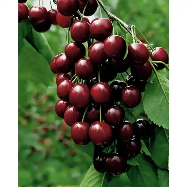 Bild 3 von Gartenkrone Süßkirsche, Prunus avium »Hedelfinger Riesenkirsche«, Früchte: süß