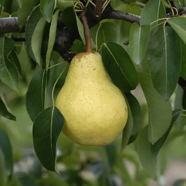 Bild 3 von Gartenkrone Birne, Pyrus communis »Williams Christ«, Früchte: süß