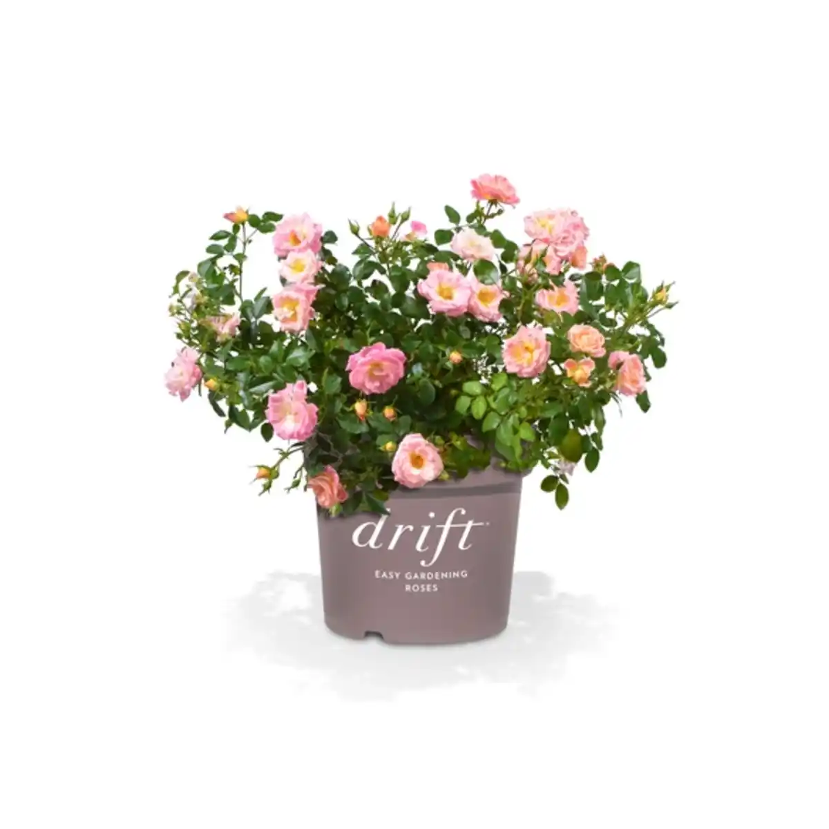 Bild 1 von Bodendecker-Rosen, mehrjähriger Lebenszyklus, bunt