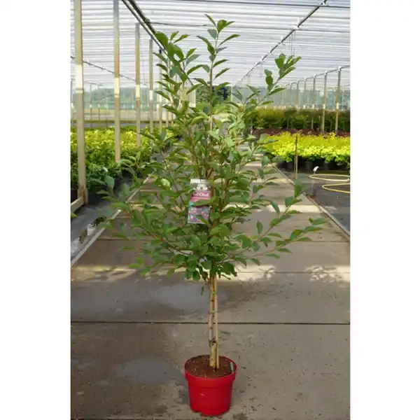 Bild 4 von Gartenkrone Apfel, Malus domestica »Cox Orange«, Früchte: süß-säuerlich