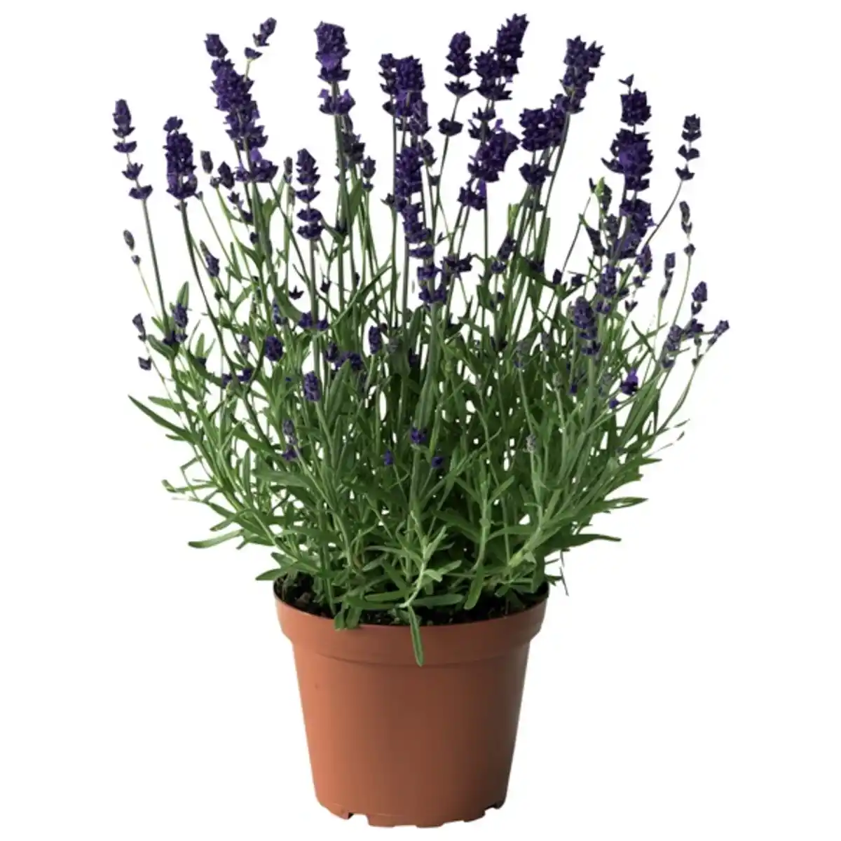 Bild 2 von Lavendel, Lavandula angustifolia, aktuelle Pflanzenhöhe ca.: 30 cm, im Topf