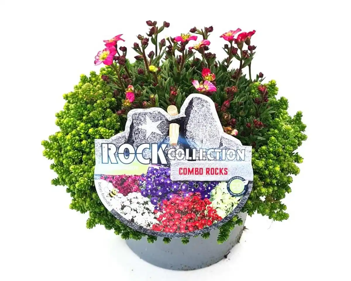 Bild 1 von Verschiedene Stauden 13 cm Topf