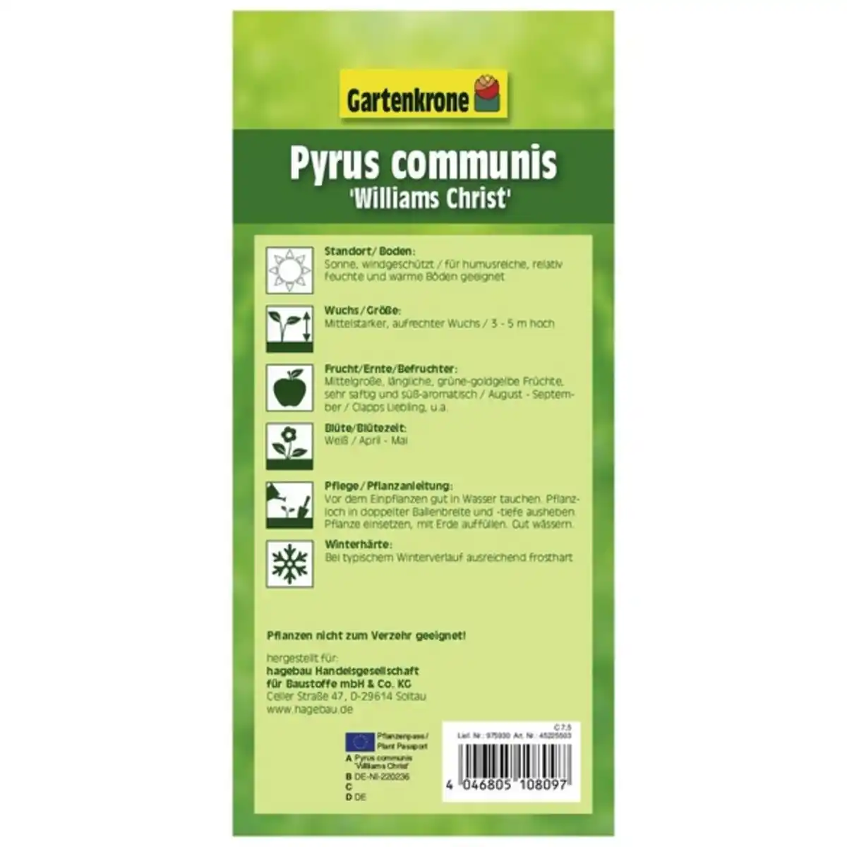 Bild 2 von Gartenkrone Birne, Pyrus communis »Williams Christ«, Früchte: süß