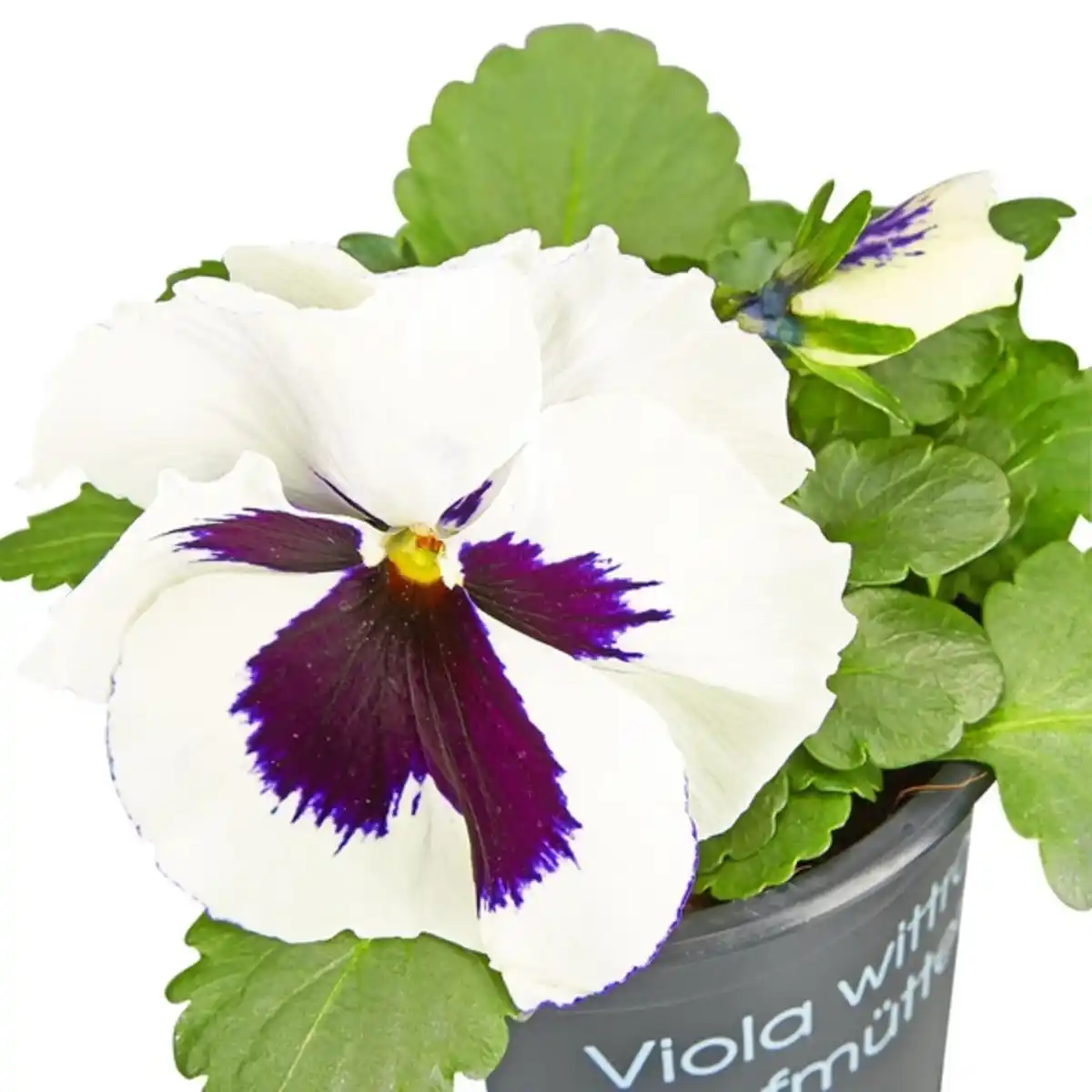 Bild 2 von Stiefmütterchen »Viola x wittrockiana«, Blütenfarbe: mehrfarbig