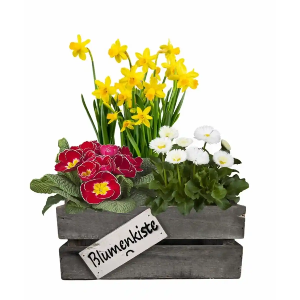 Bild 1 von Pflanzenarrangement, Bepflanztes Arrangement, BxL: 11 x 22 cm, im Holzkasten