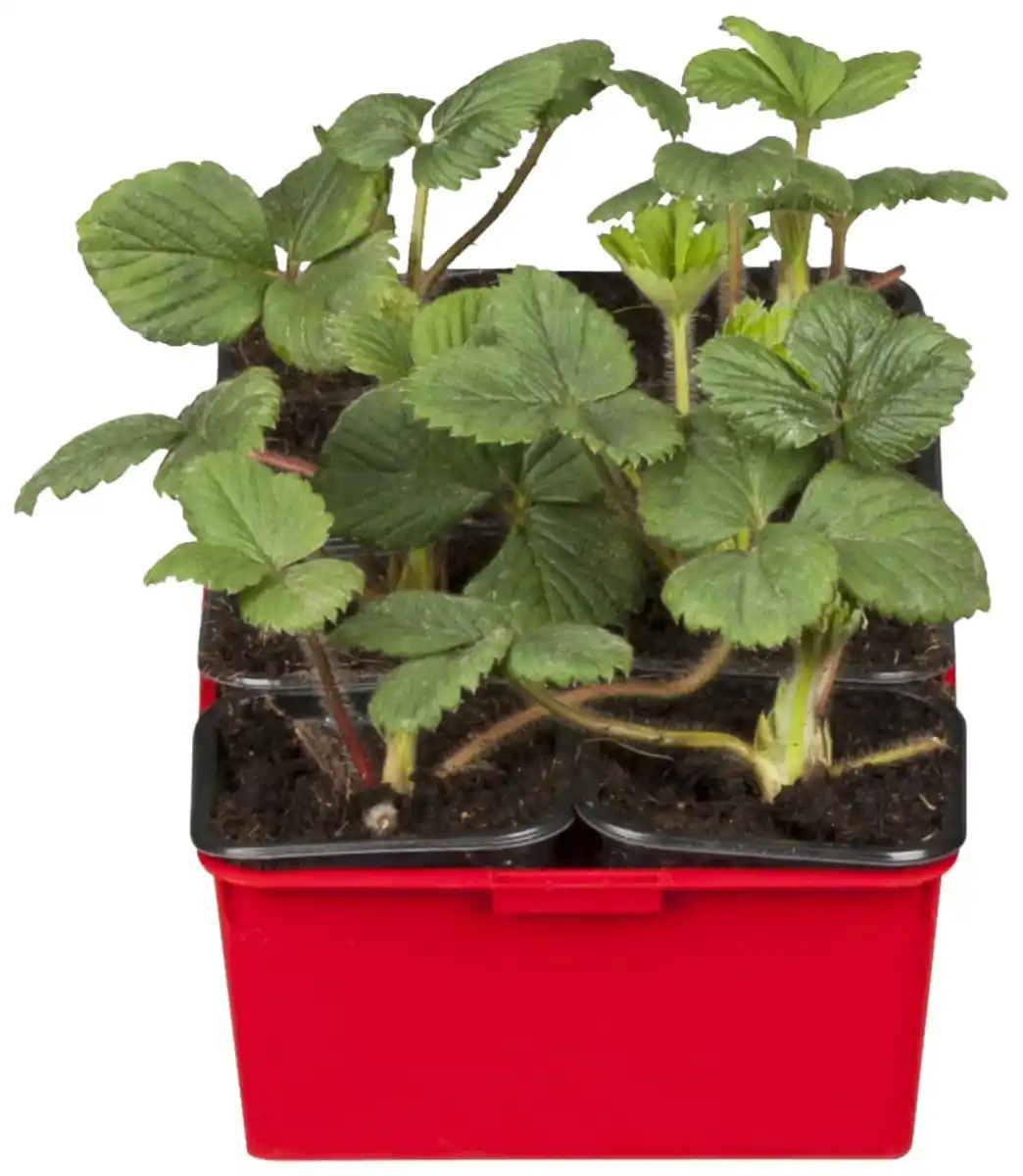 Bild 1 von Fragaria x ananassa Toscana-Erdbeere 6er Tray 9 cm
