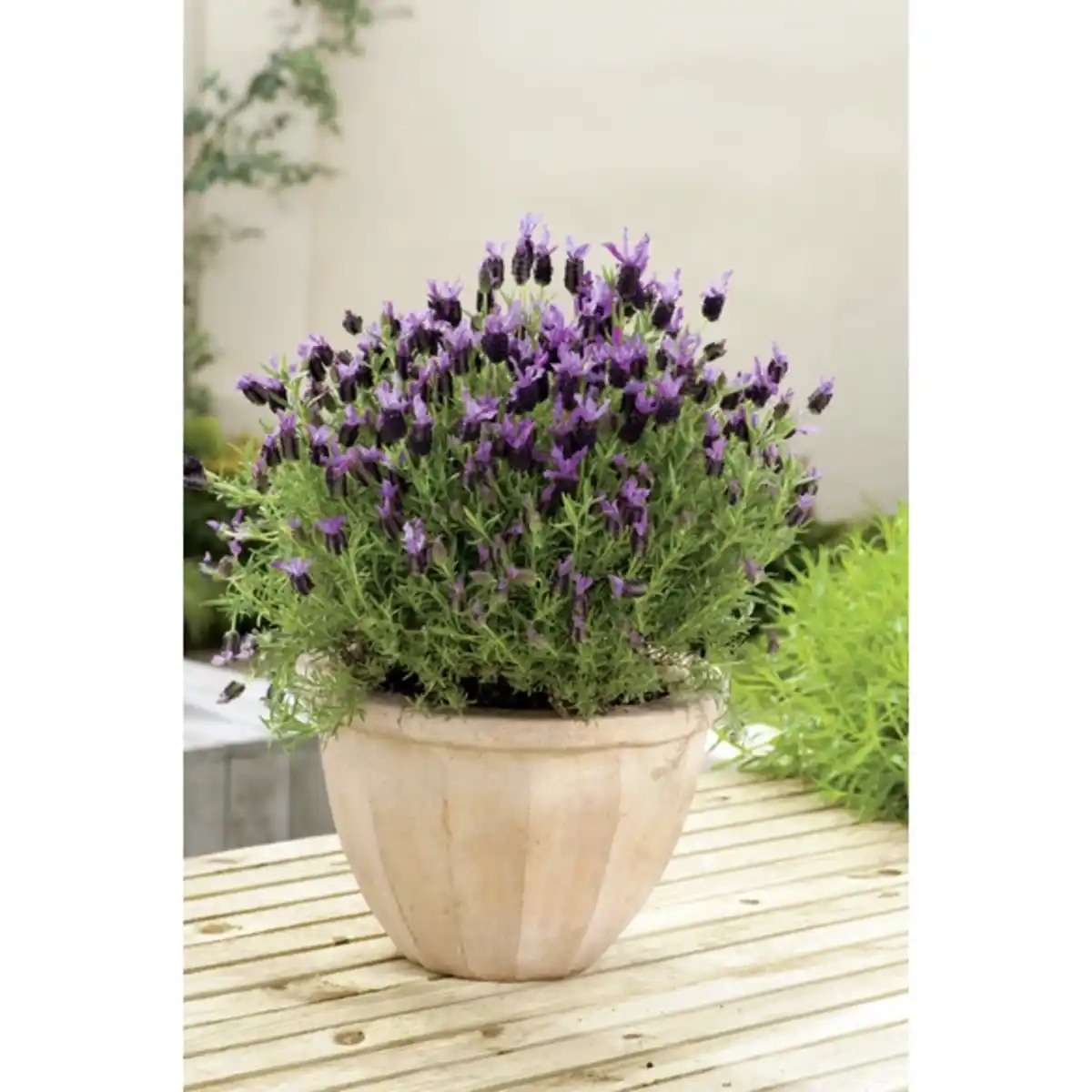 Bild 1 von Lavendel »Lavandula stoechas«, purpurfarben