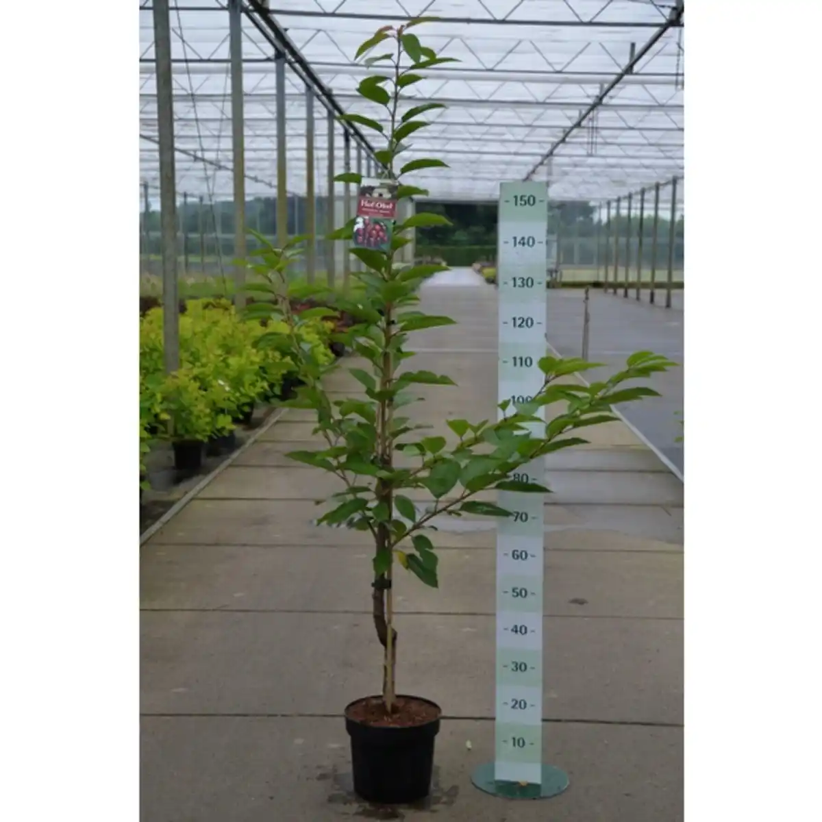 Bild 2 von Gartenkrone Süßkirsche, Prunus avium »Regina«, Früchte: süß