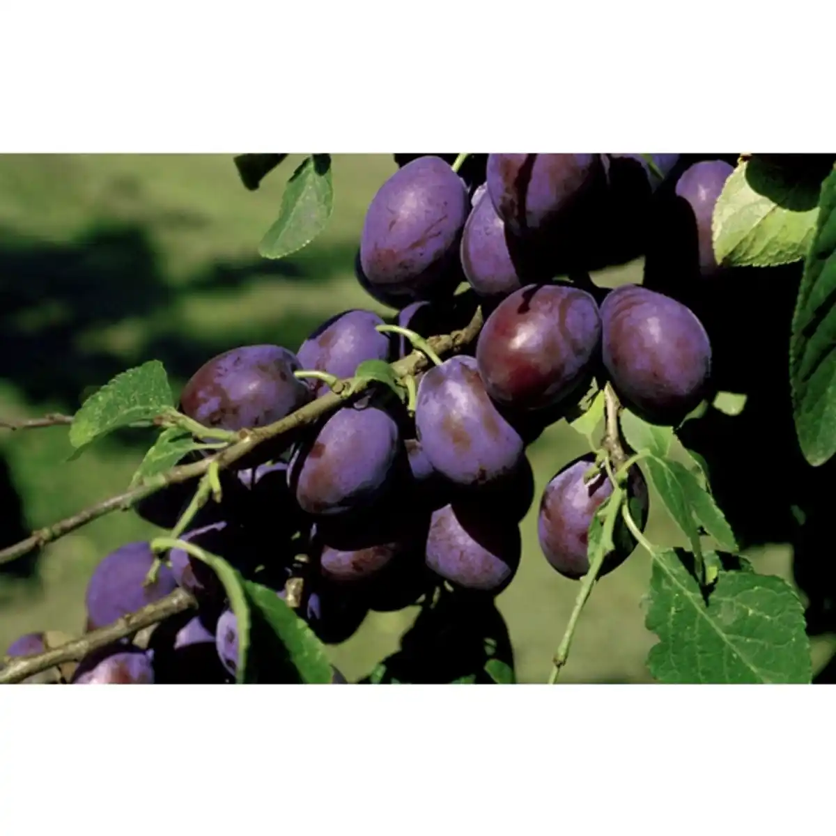 Bild 1 von Gartenkrone Pflaume, Prunus domestica »The Czar«, Früchte: süß-säuerlich