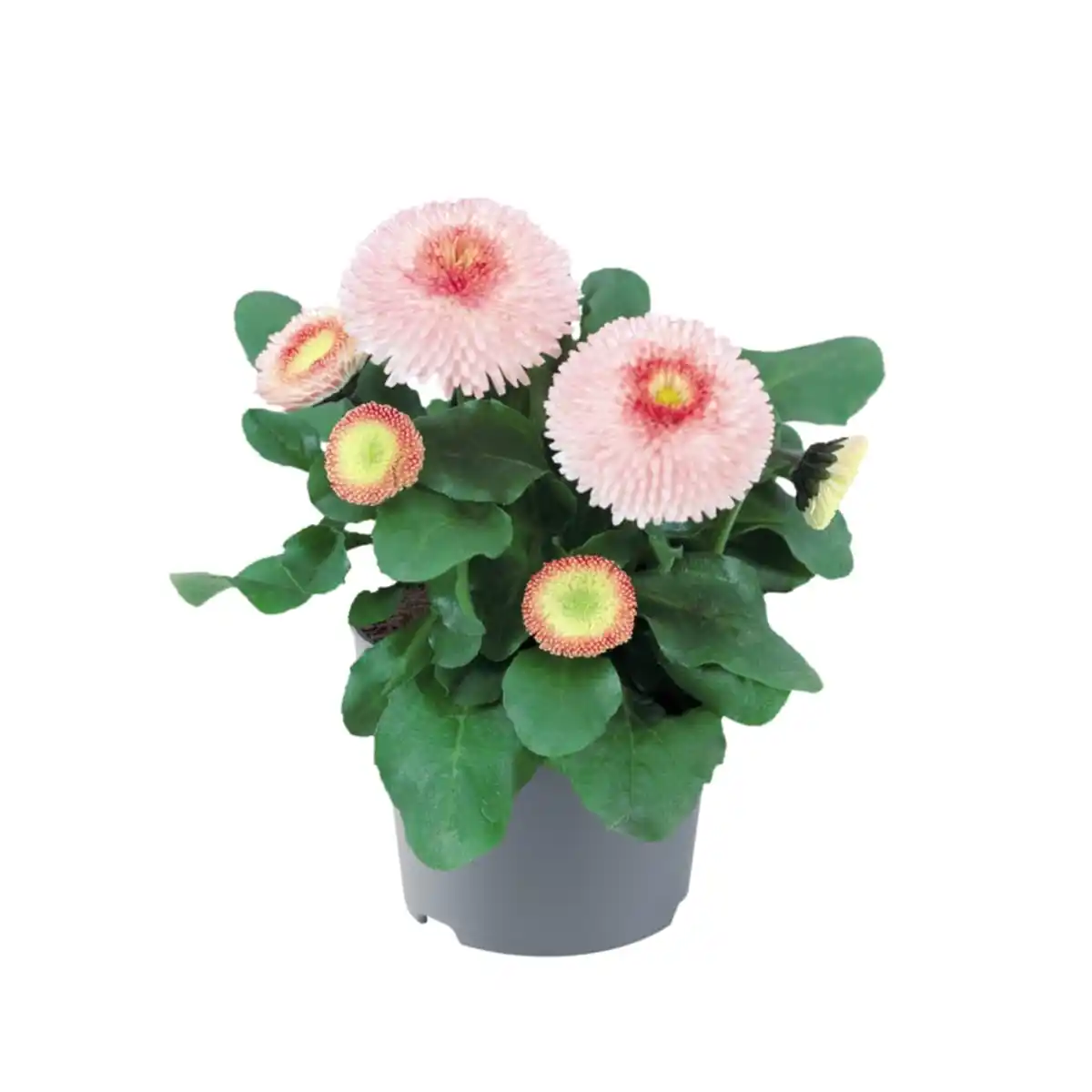 Bild 1 von Bellis perennis Gänseblümchen Erdbeersahne 17 cm