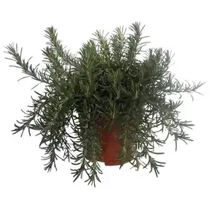 Rosmarin, Rosmarinus officinalis »Prostratus«, aktuelle Pflanzenhöhe ca.: 25 cm, im Topf