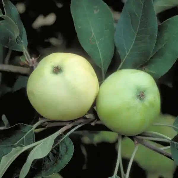 Bild 3 von Gartenkrone Apfel, Malus domestica »Weisser Klarapfel«, Früchte: süß-säuerlich