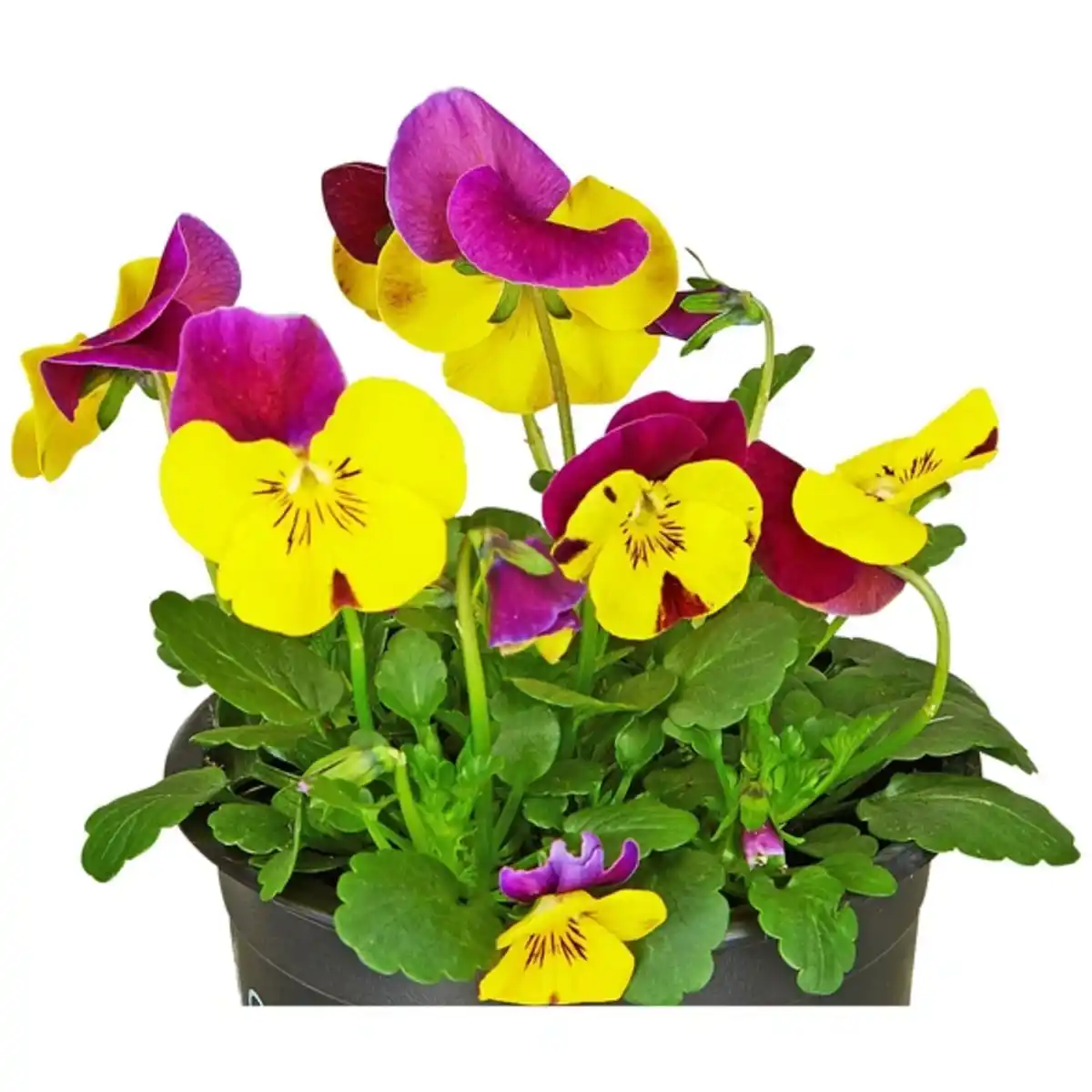 Bild 4 von Hornveilchen, Viola cornuta, Blütenfarbe: mehrfarbig
