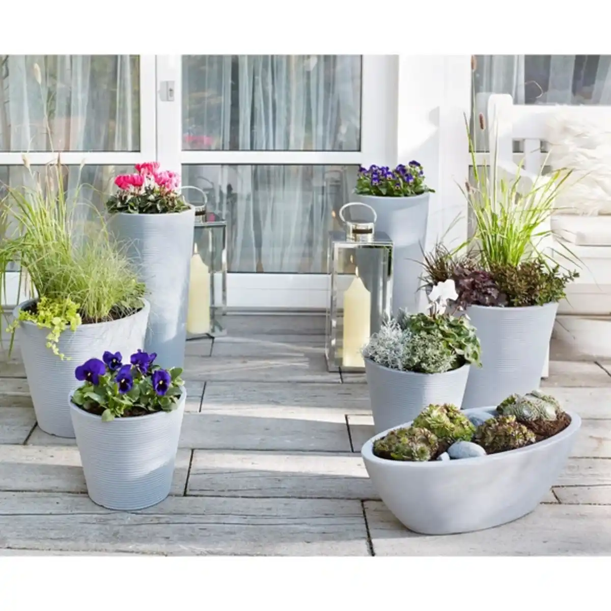 Bild 3 von Stiefmütterchen »Viola x wittrockiana«, Blütenfarbe: mehrfarbig
