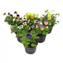 Bild 3 von Hornveilchen, Viola cornuta, Blütenfarbe: mehrfarbig