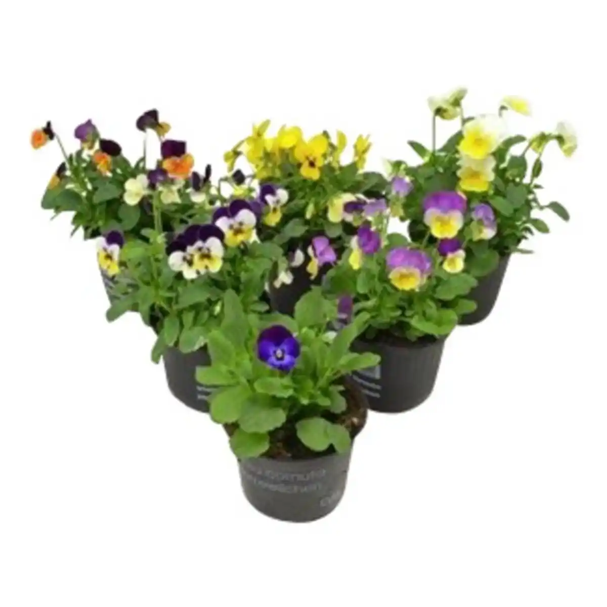 Bild 3 von Hornveilchen, Viola cornuta, Blütenfarbe: mehrfarbig