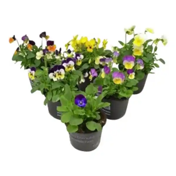 Bild 3 von Hornveilchen, Viola cornuta, Blütenfarbe: mehrfarbig
