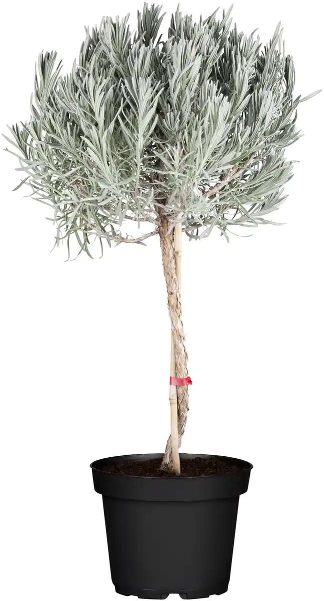 Bild 1 von Lavendel Stamm Lavendula H ca. 80 cm 19 cm Topf