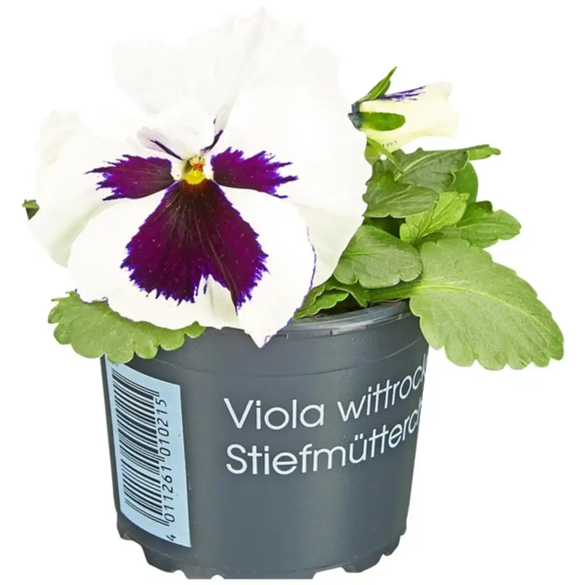Bild 1 von Stiefmütterchen »Viola x wittrockiana«, Blütenfarbe: mehrfarbig